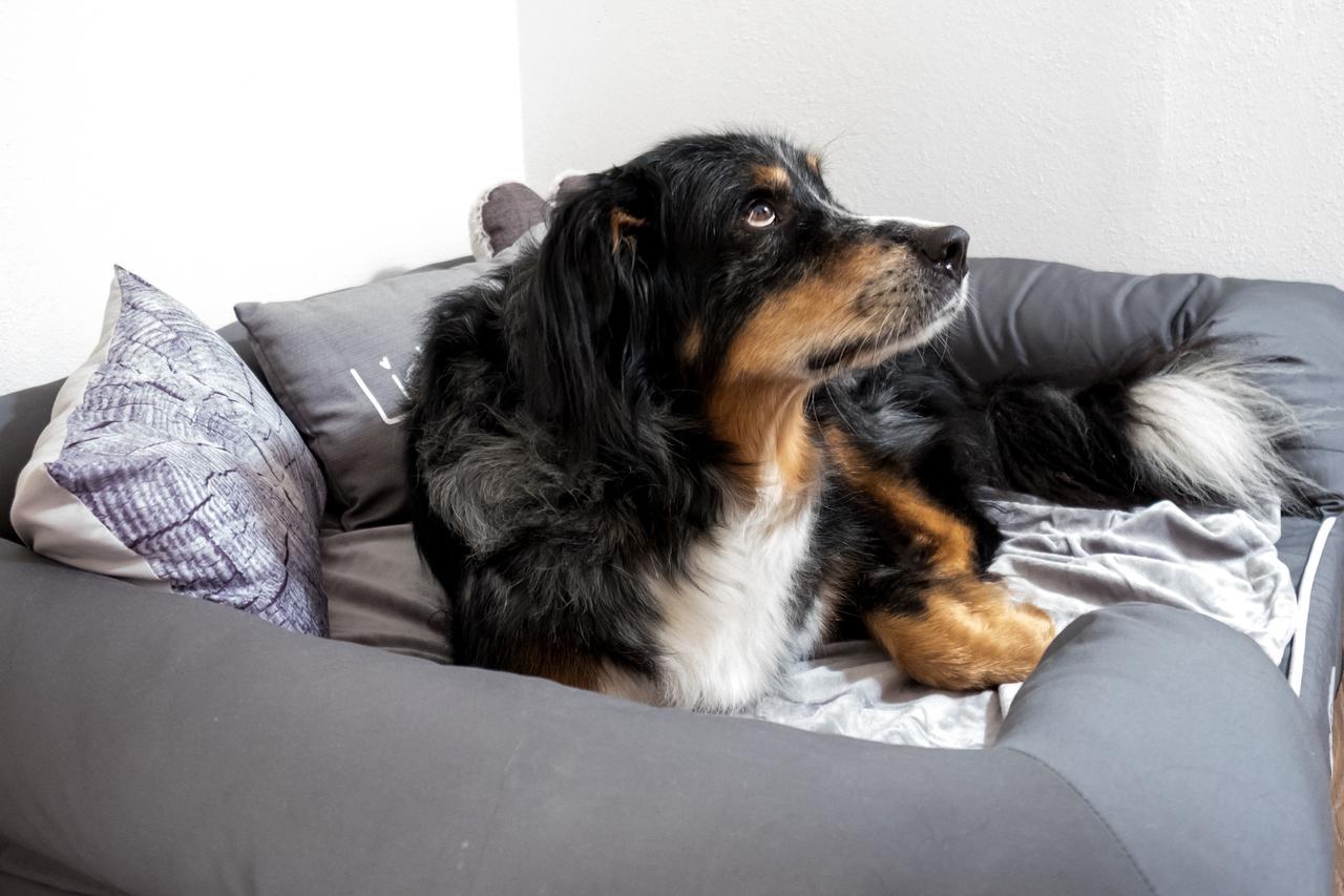 Landhaus Schulze - Ihr Hundefreundliches Hotel Im Harz แฮร์ซแบร์ก อัม ฮาร์ซ ภายนอก รูปภาพ